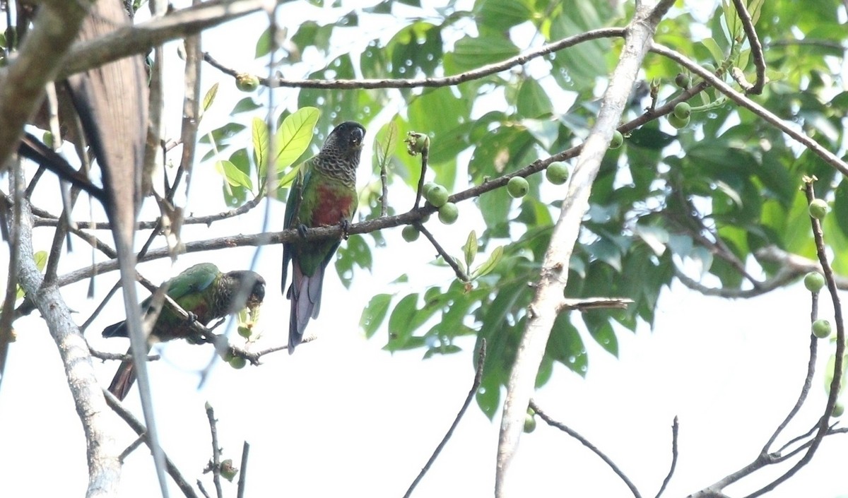 Conure de Bonaparte - ML610838394