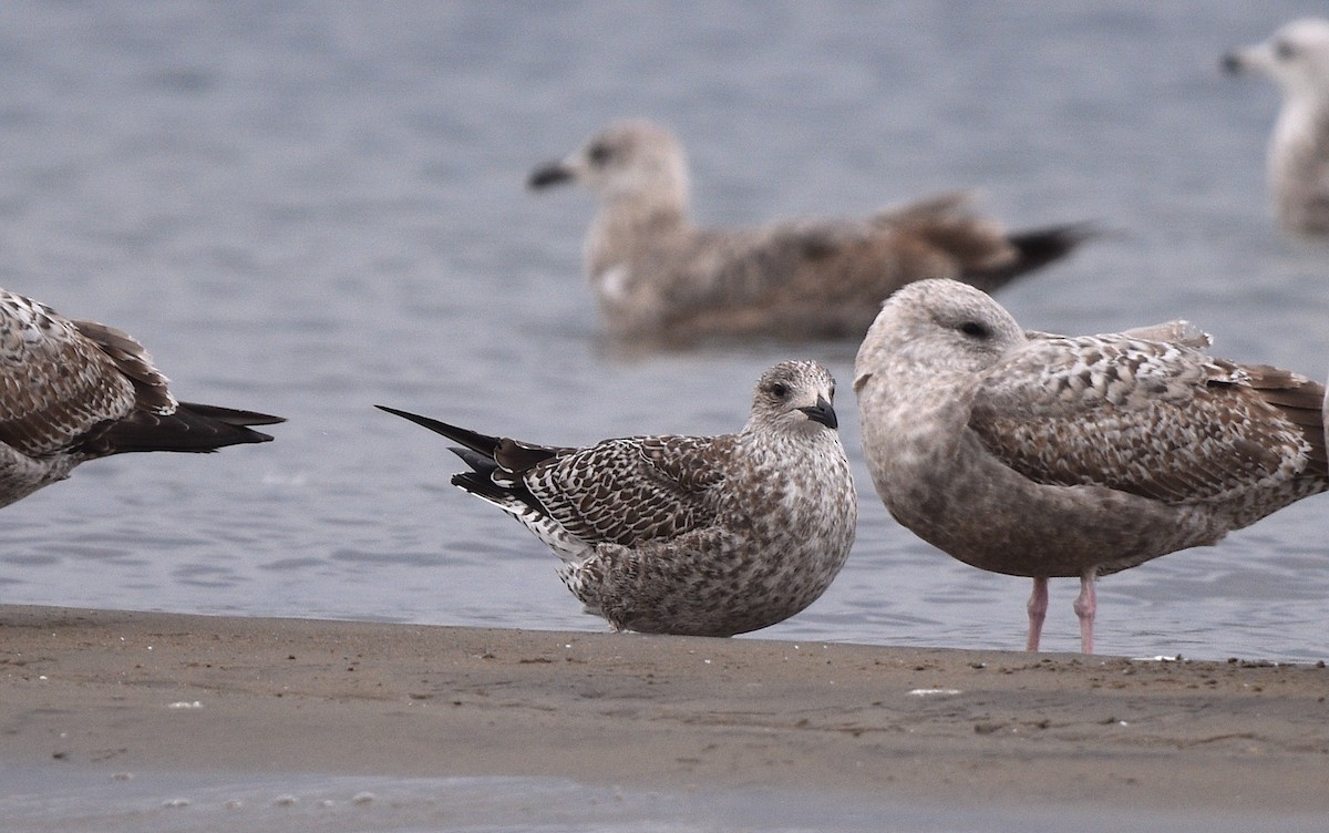 Lesser Black-backed Gull - ML610838422