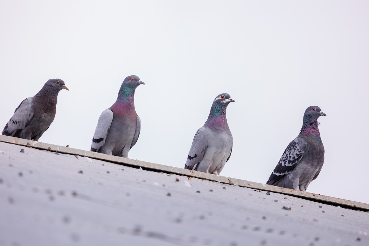 Rock Pigeon (Feral Pigeon) - ML610838608