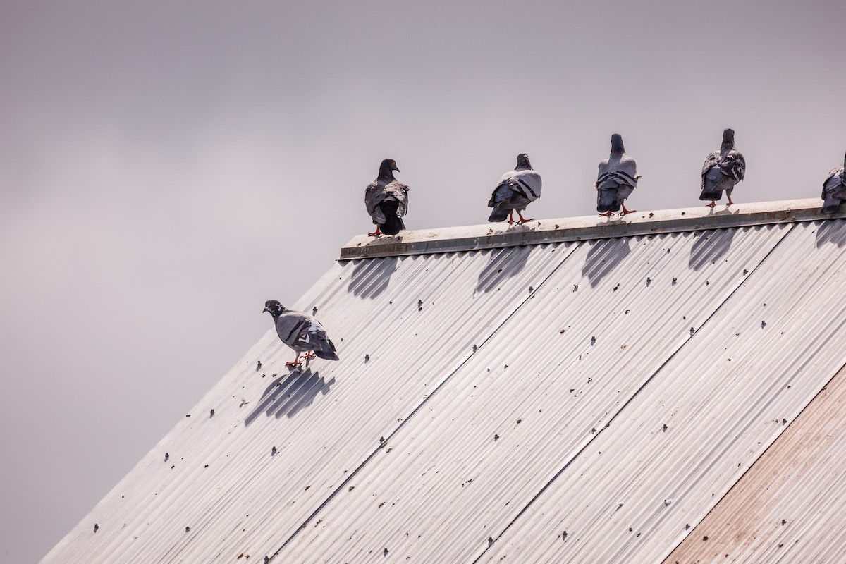 Rock Pigeon (Feral Pigeon) - ML610838610