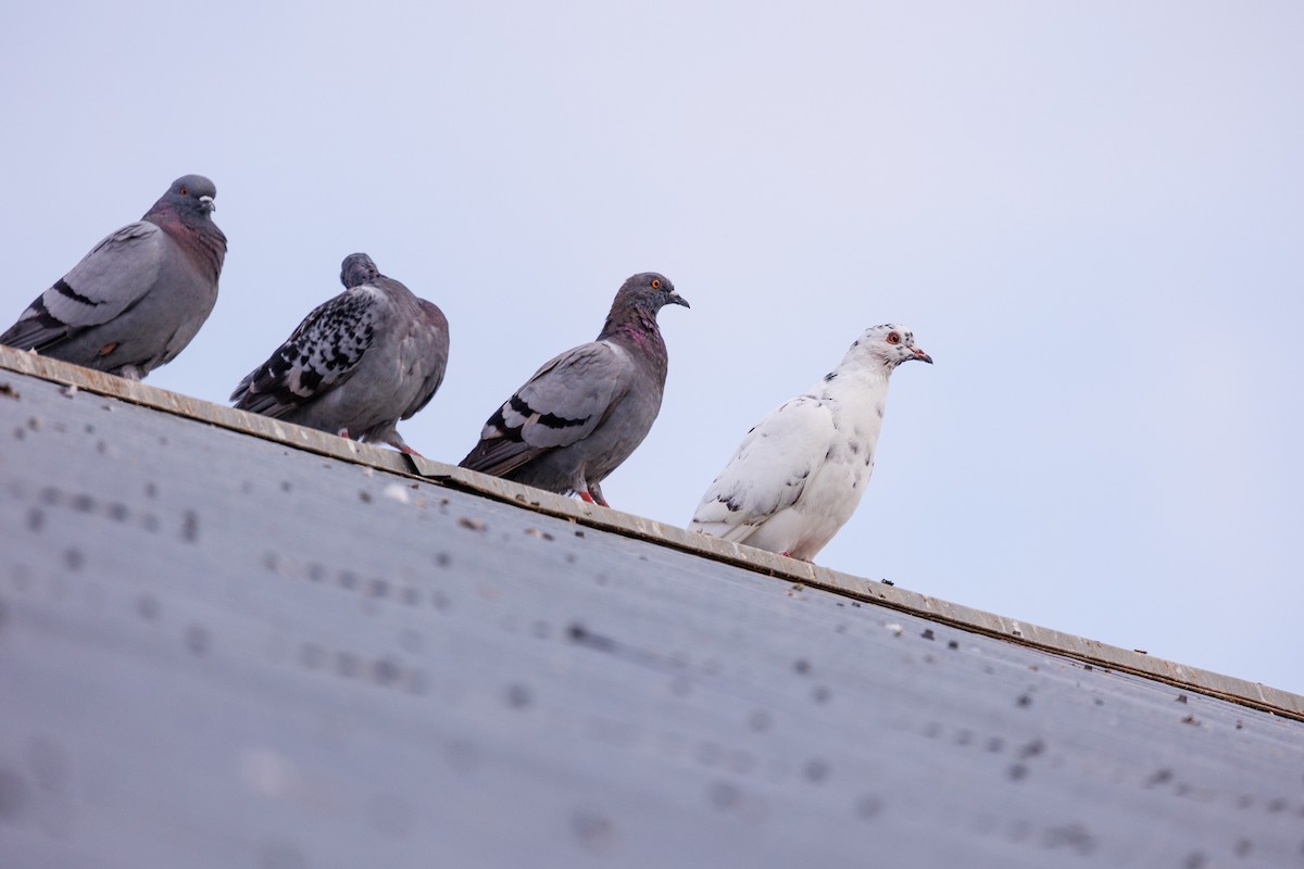 Rock Pigeon (Feral Pigeon) - ML610838611