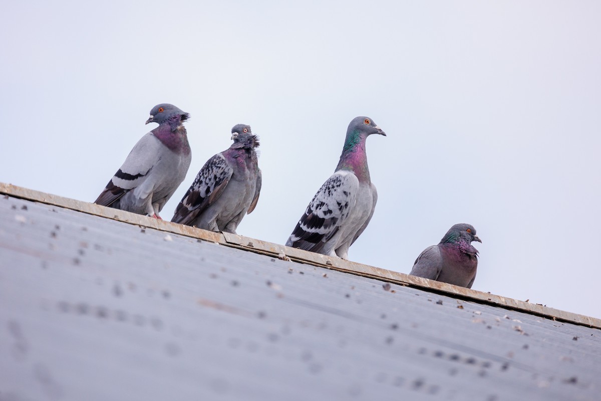 Rock Pigeon (Feral Pigeon) - ML610838612