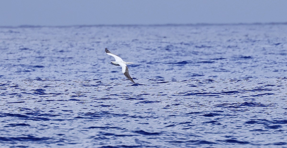 Red-footed Booby - Natalie Carusillo