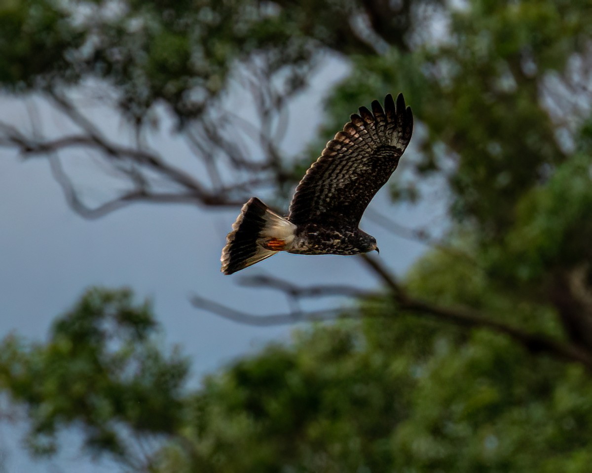 Snail Kite - Victor Pássaro