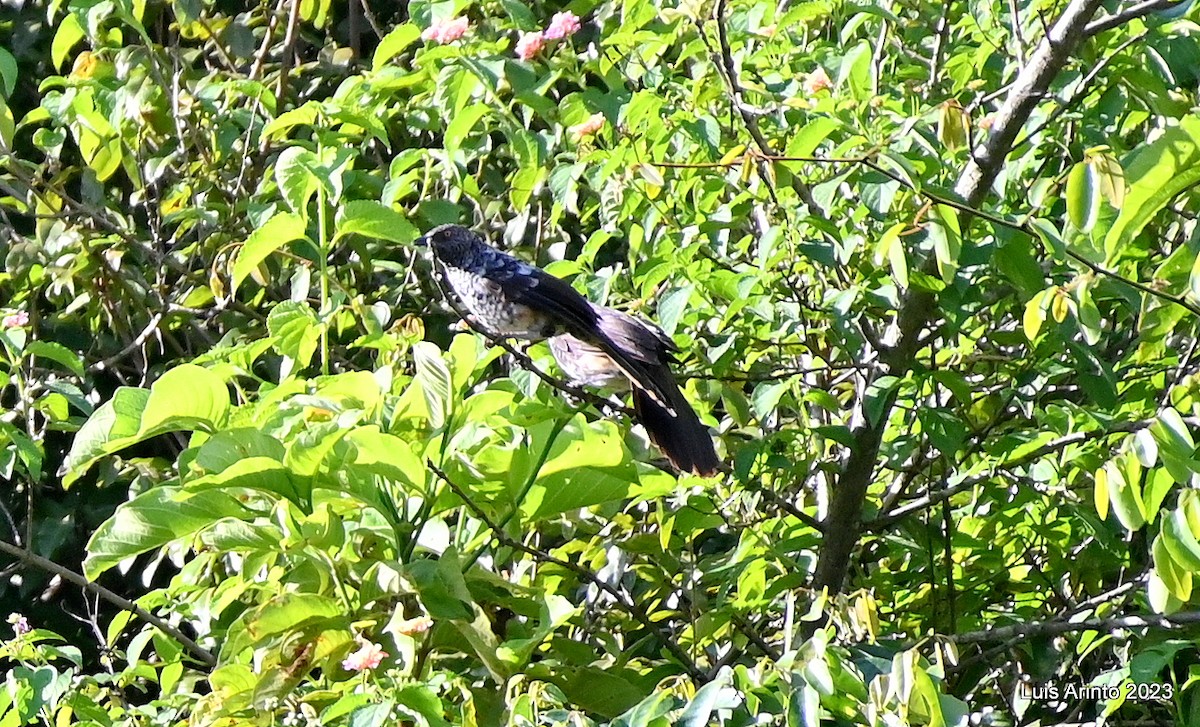 Hinde's Pied-Babbler - ML610838711