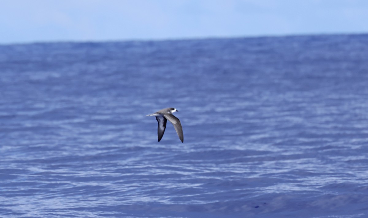 Hawaiian Petrel - ML610838756