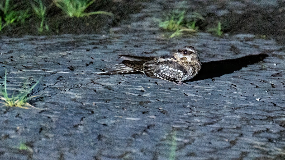 Scissor-tailed Nightjar - Victor Pássaro