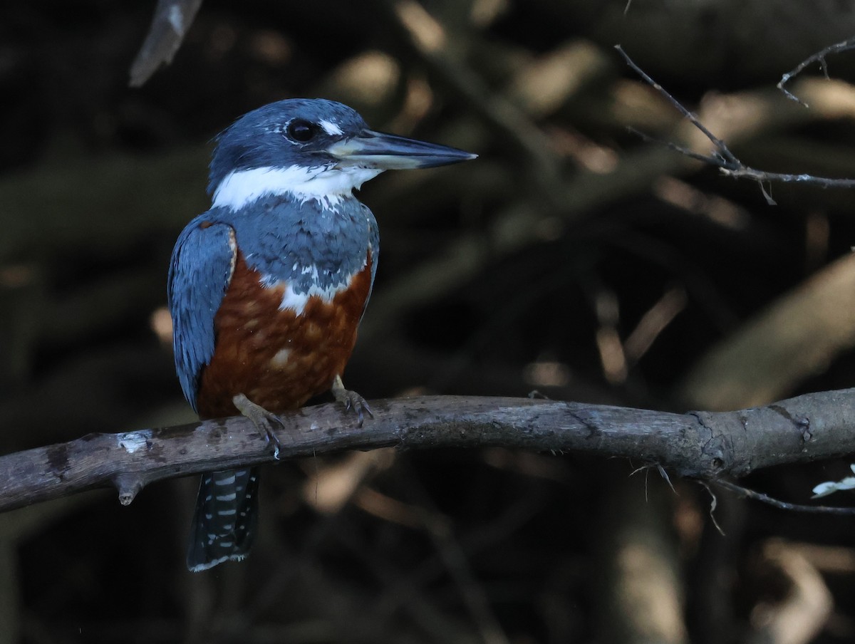 Ringed Kingfisher - ML610838884