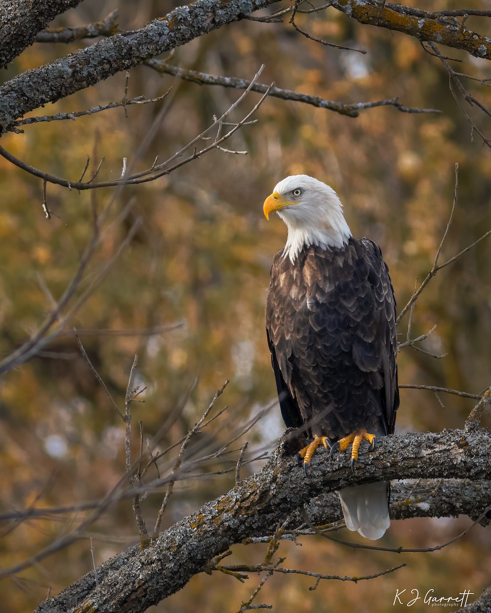 Bald Eagle - ML610838902