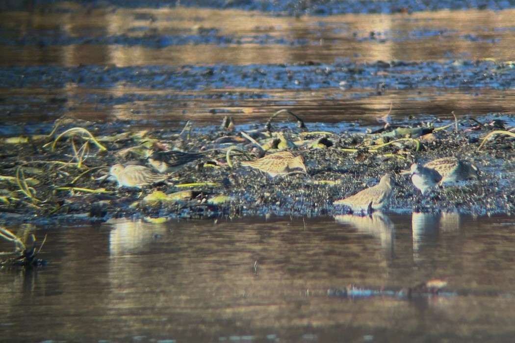 Pectoral Sandpiper - ML610838932