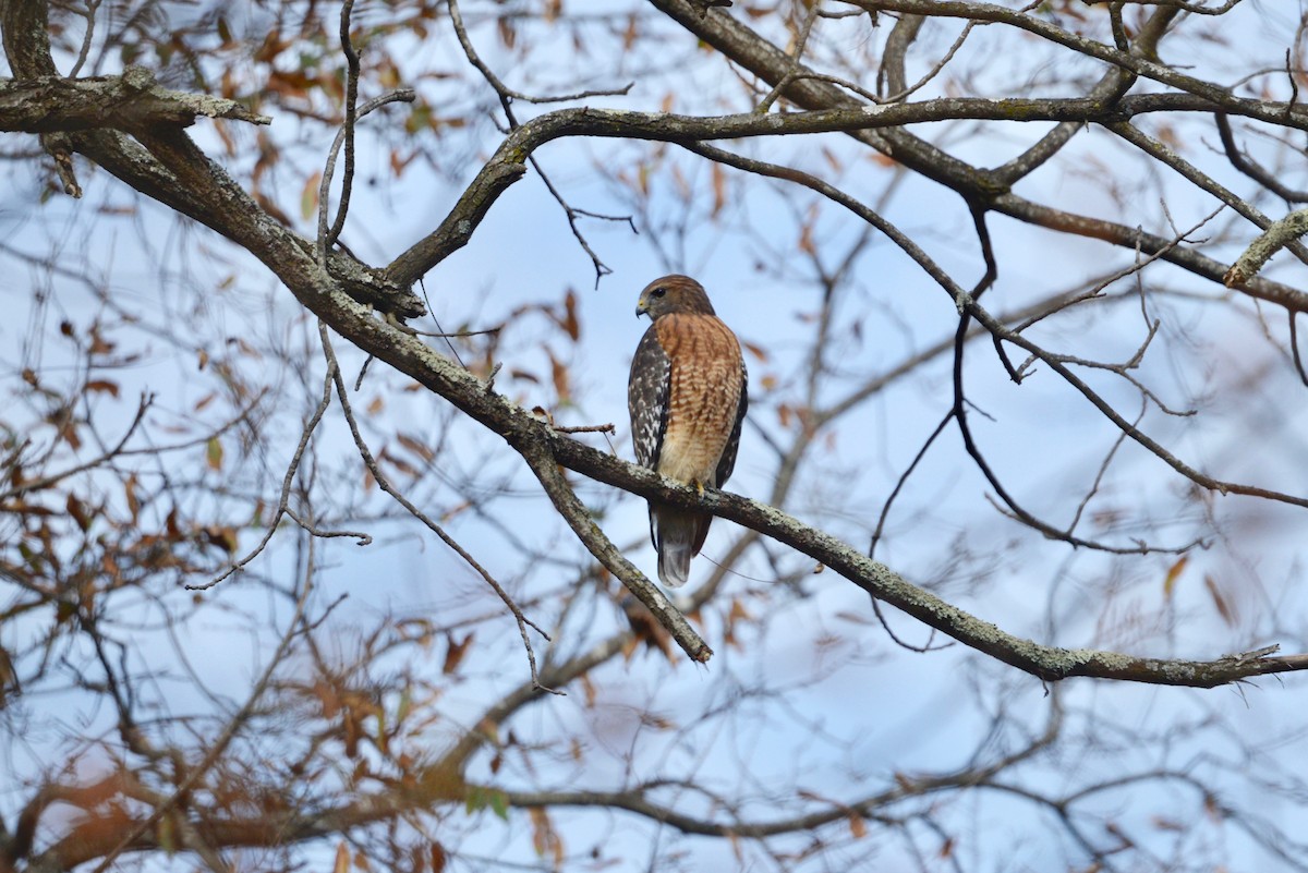 Red-shouldered Hawk (lineatus Group) - ML610838954