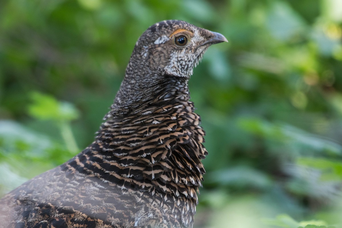 Sooty Grouse - ML610838962