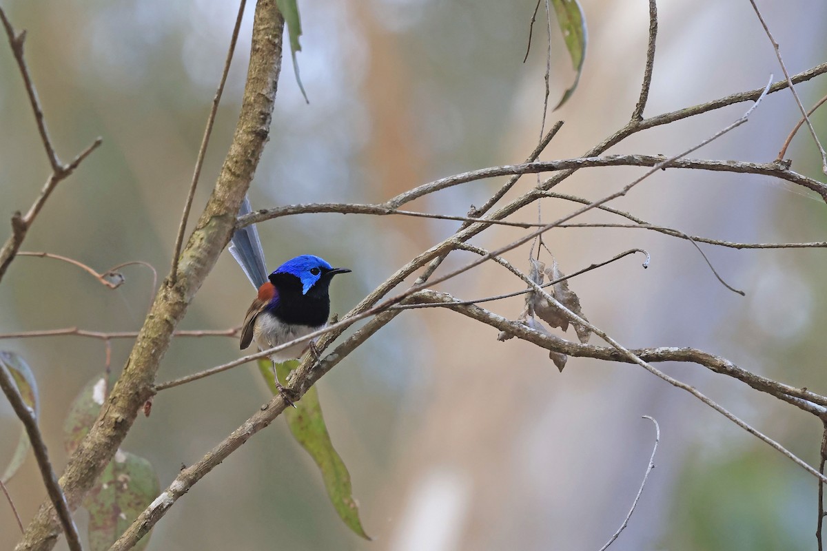 Variegated Fairywren - Rick Franks