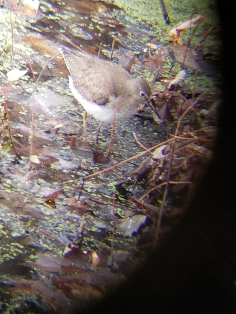 Solitary Sandpiper - ML610839006