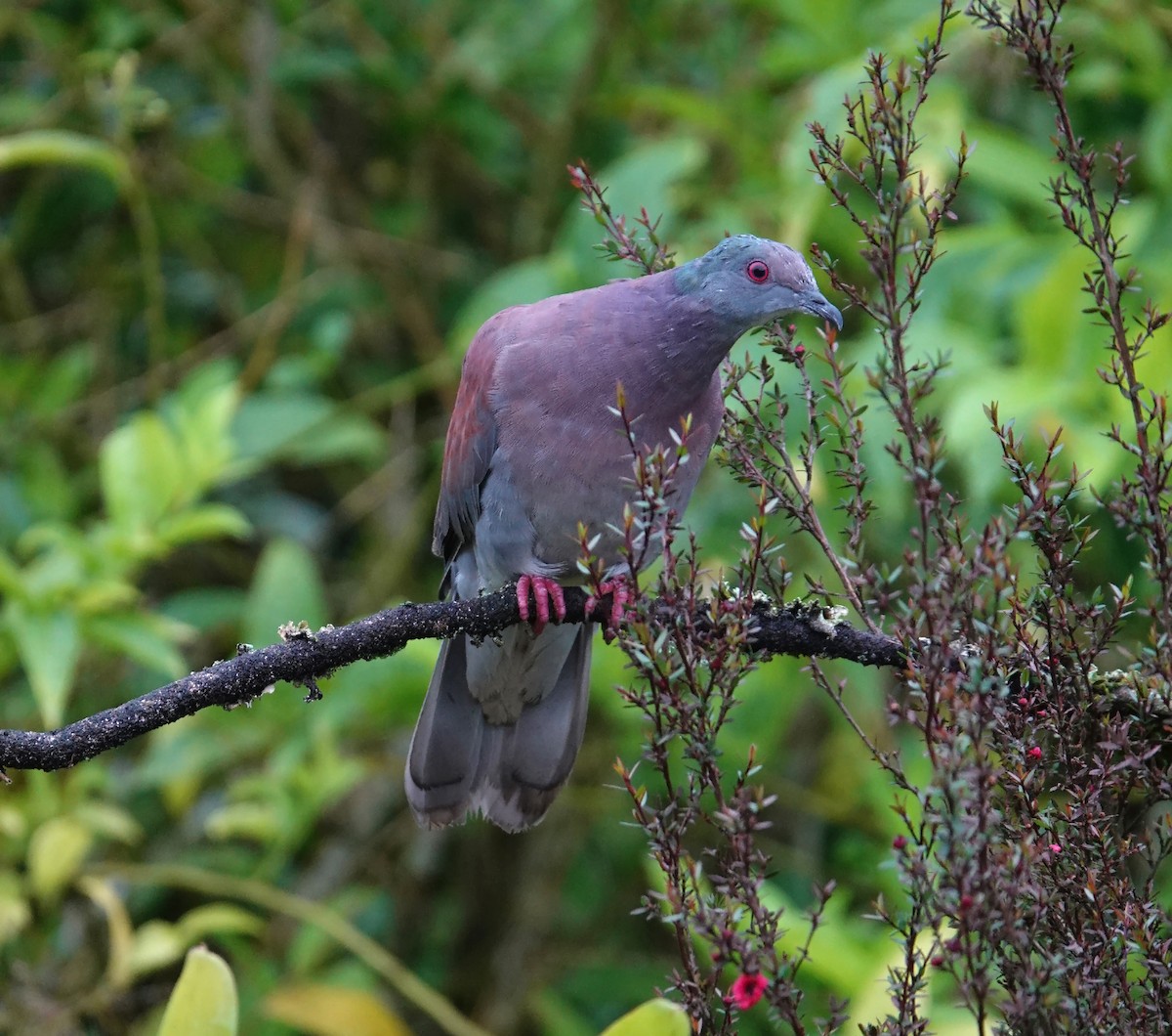 Pigeon rousset - ML610839014