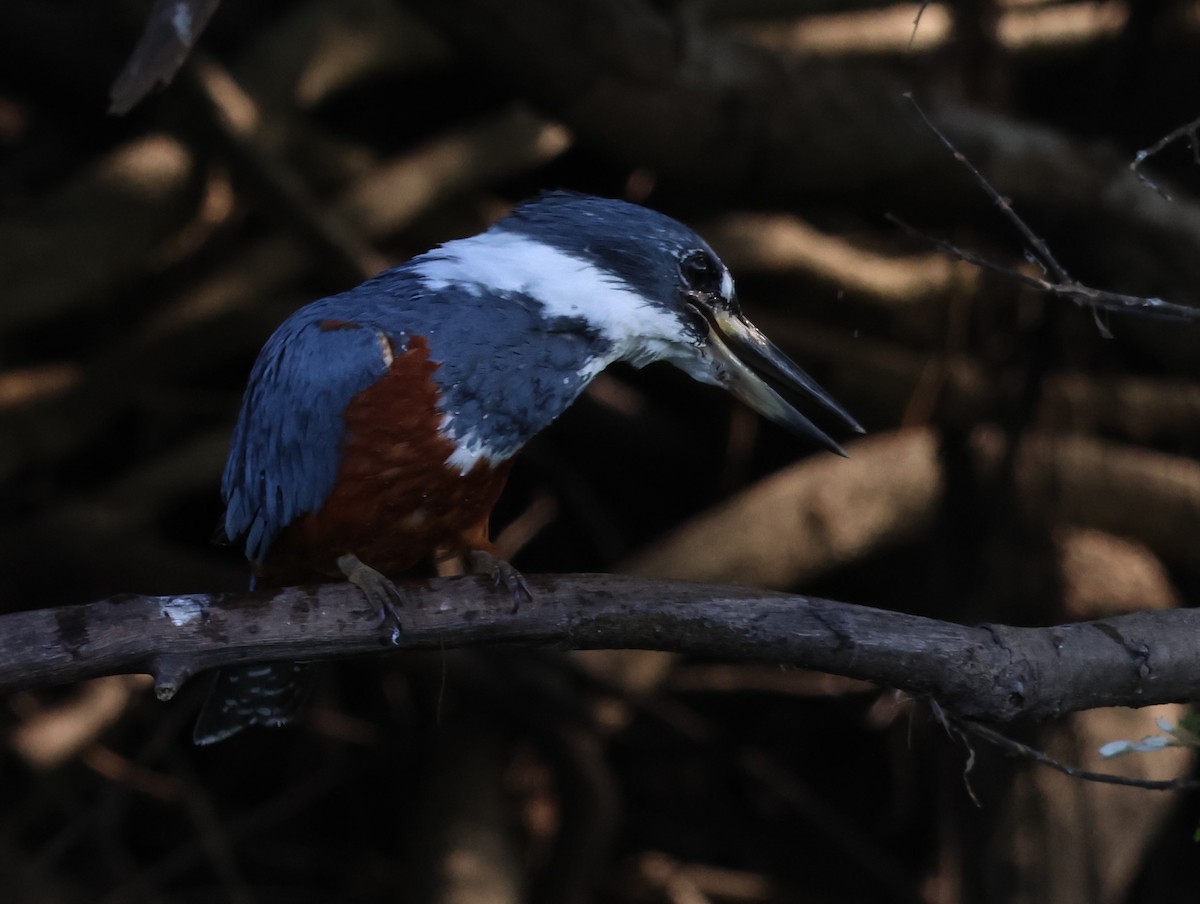 Ringed Kingfisher - ML610839020