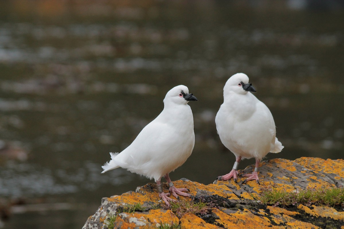 Black-faced Sheathbill - ML610839041