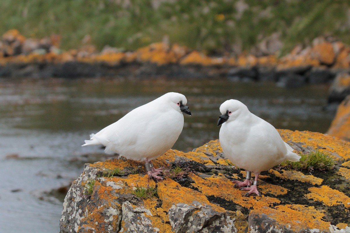 Black-faced Sheathbill - Adrien Pajot