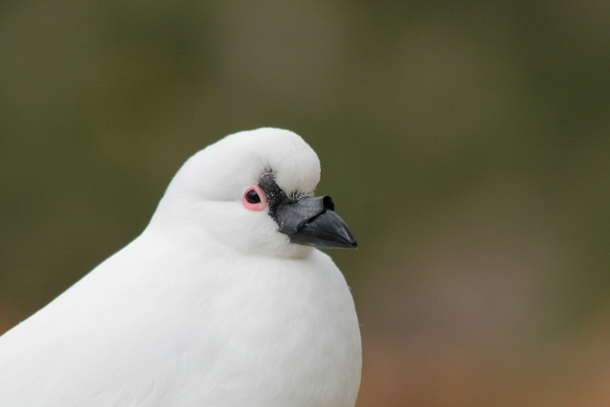 Black-faced Sheathbill - ML610839072