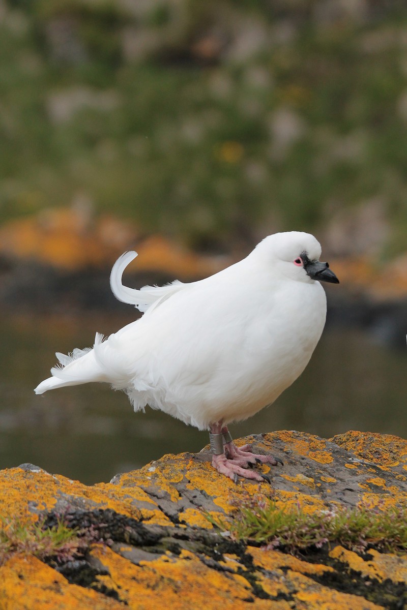 Black-faced Sheathbill - ML610839076