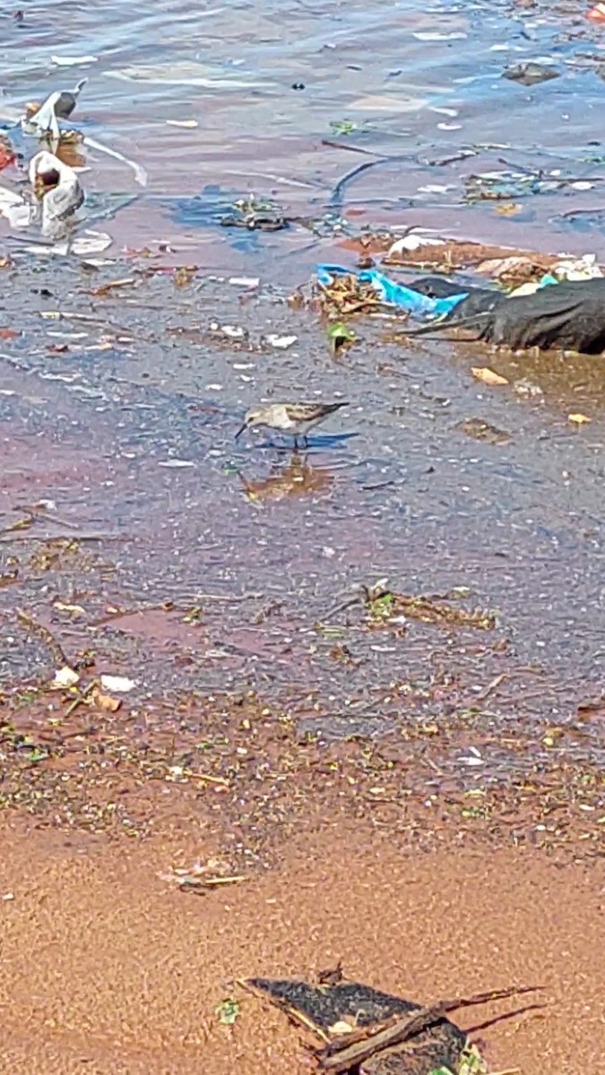 White-rumped Sandpiper - ML610839102