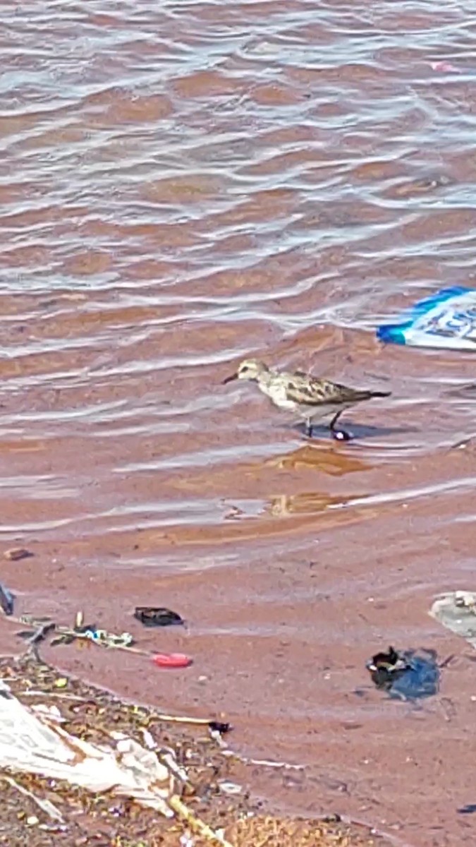 White-rumped Sandpiper - Francisco Chávez