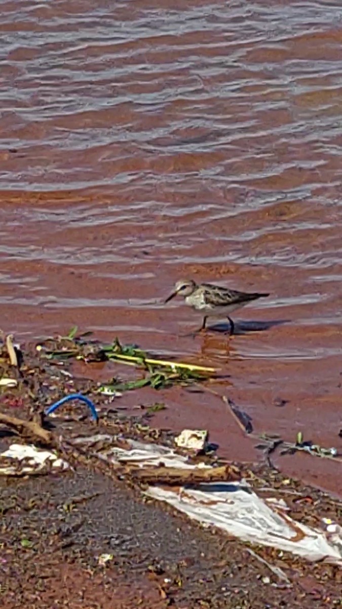 Weißbürzel-Strandläufer - ML610839105