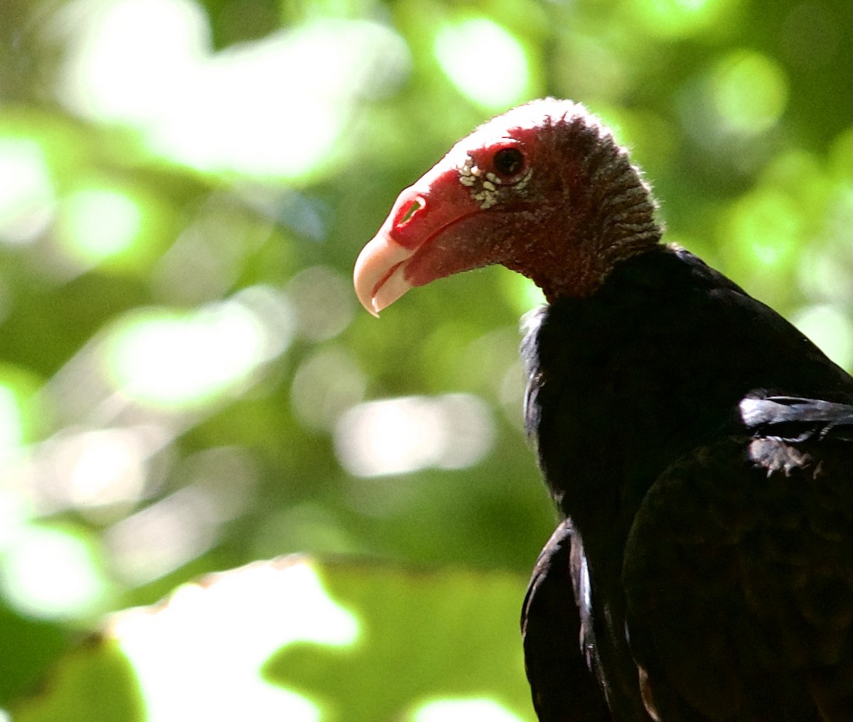 Turkey Vulture - ML610839133