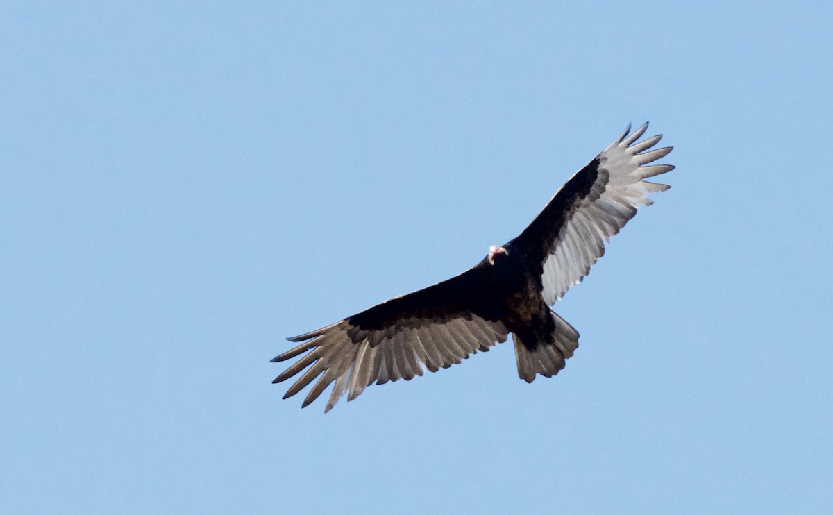 Turkey Vulture - ML610839134