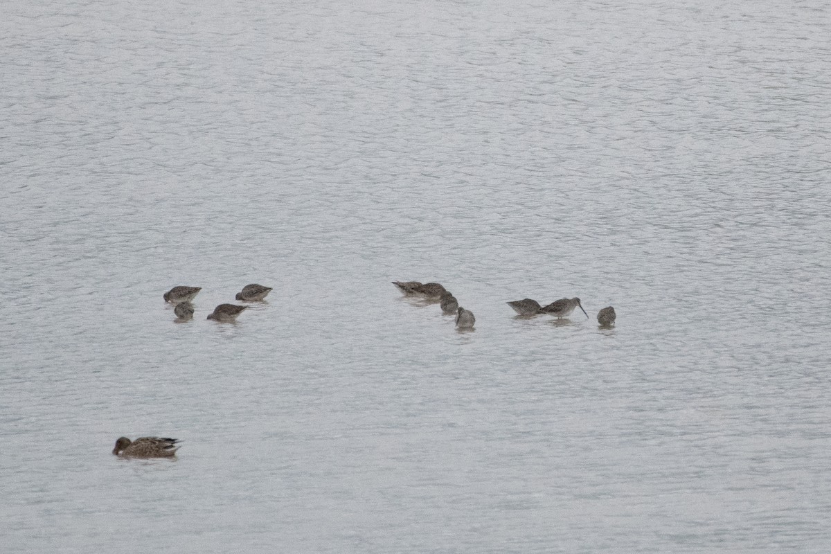 Long-billed Dowitcher - Joseph Phipps