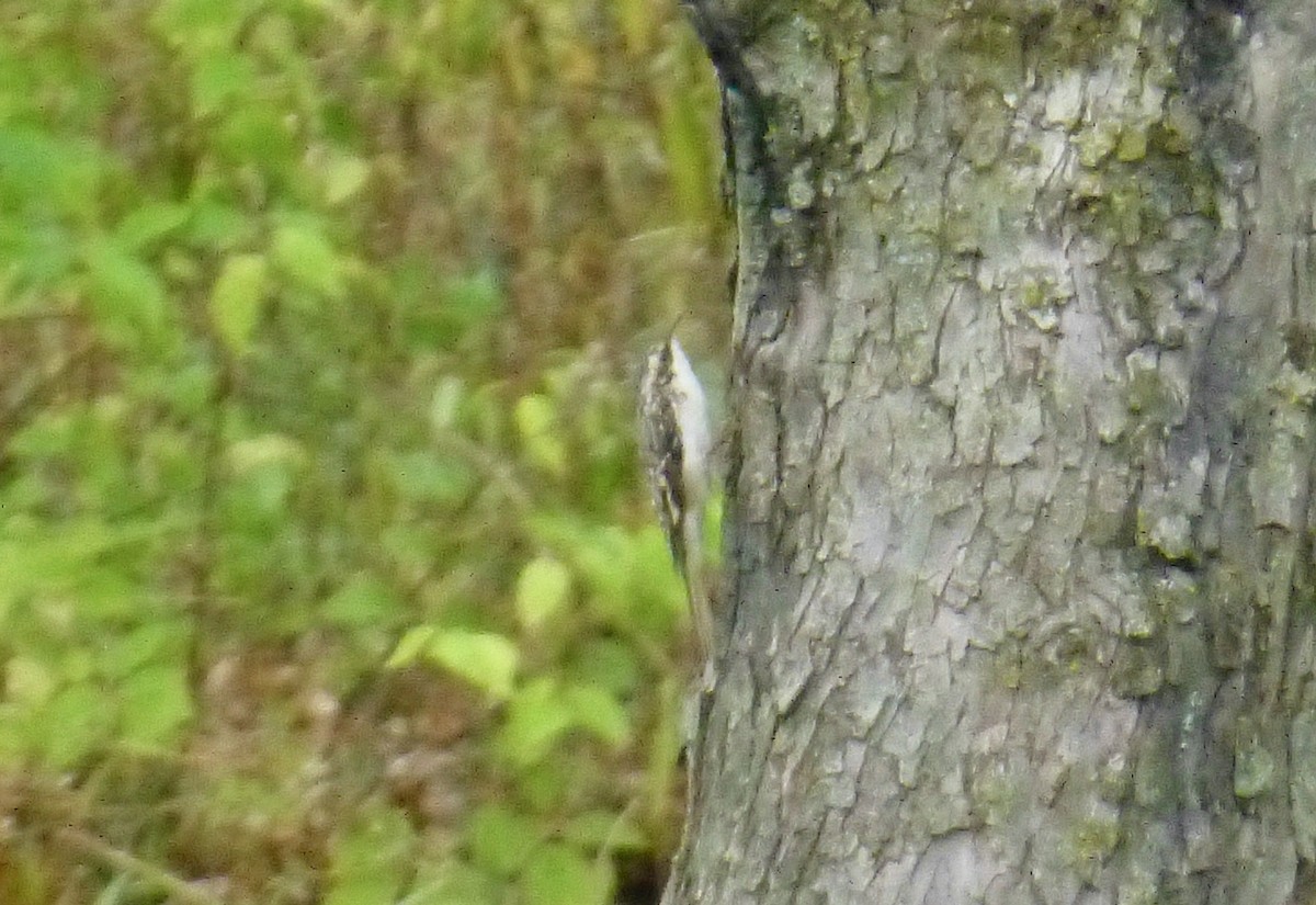 Brown Creeper - ML610839177