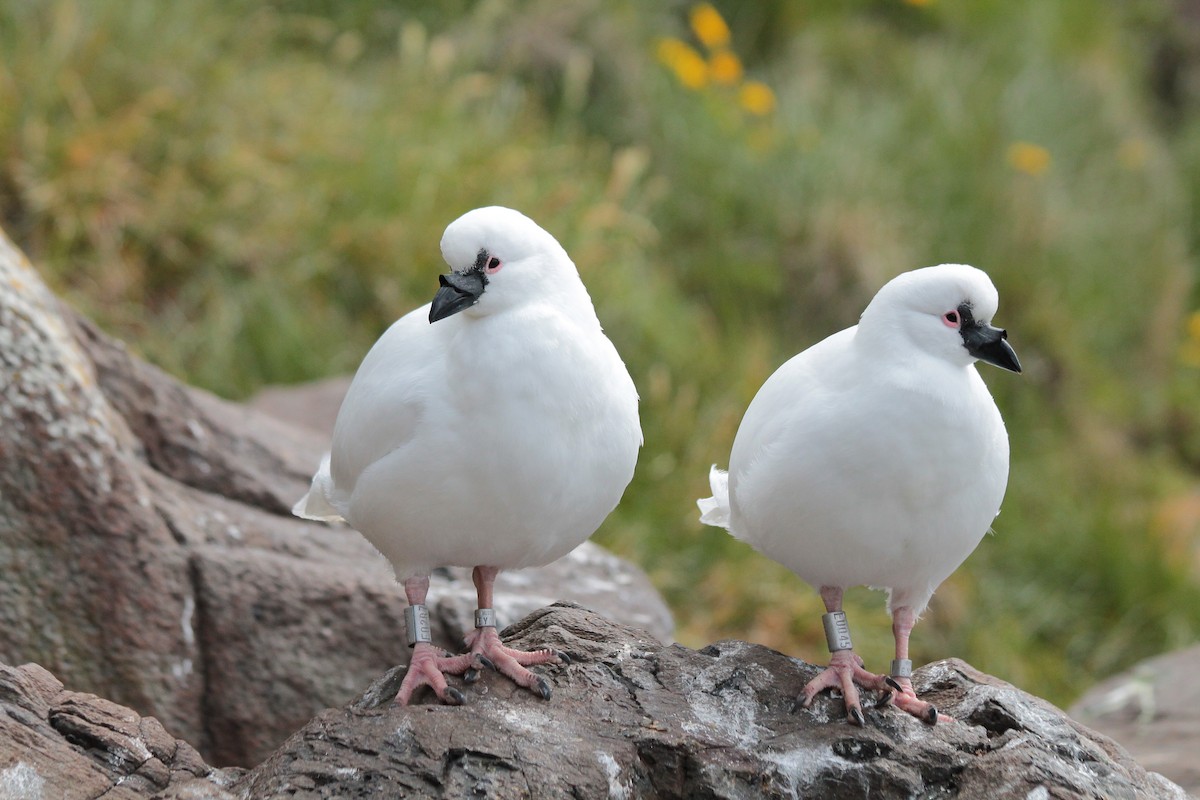 Black-faced Sheathbill - ML610839194