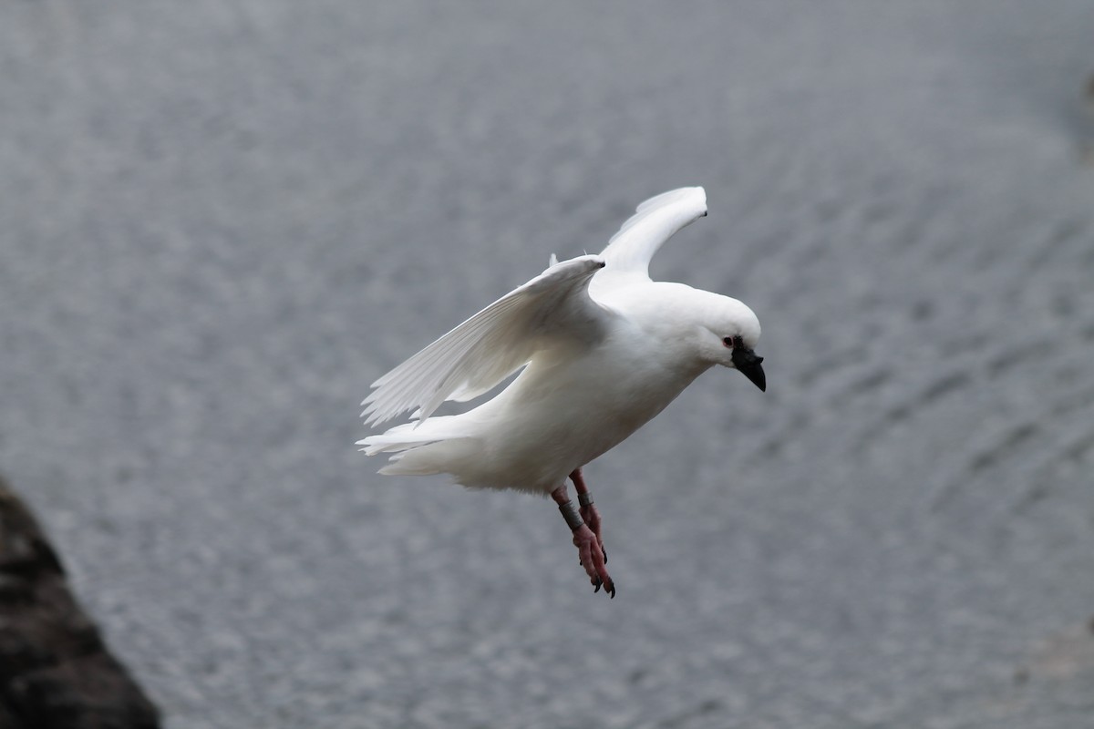 Black-faced Sheathbill - Adrien Pajot