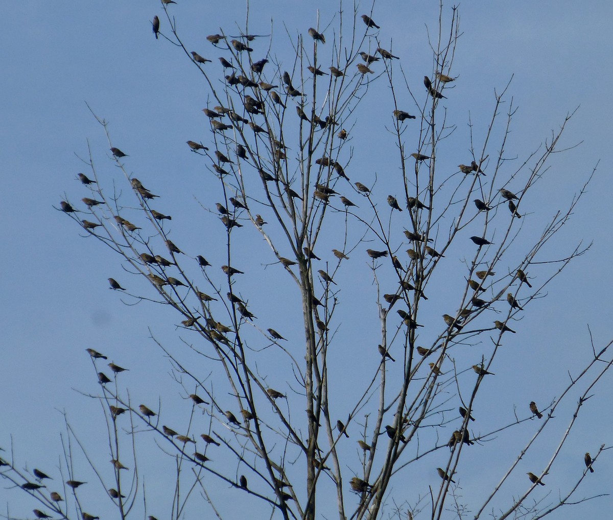 Red-winged Blackbird - ML610839256