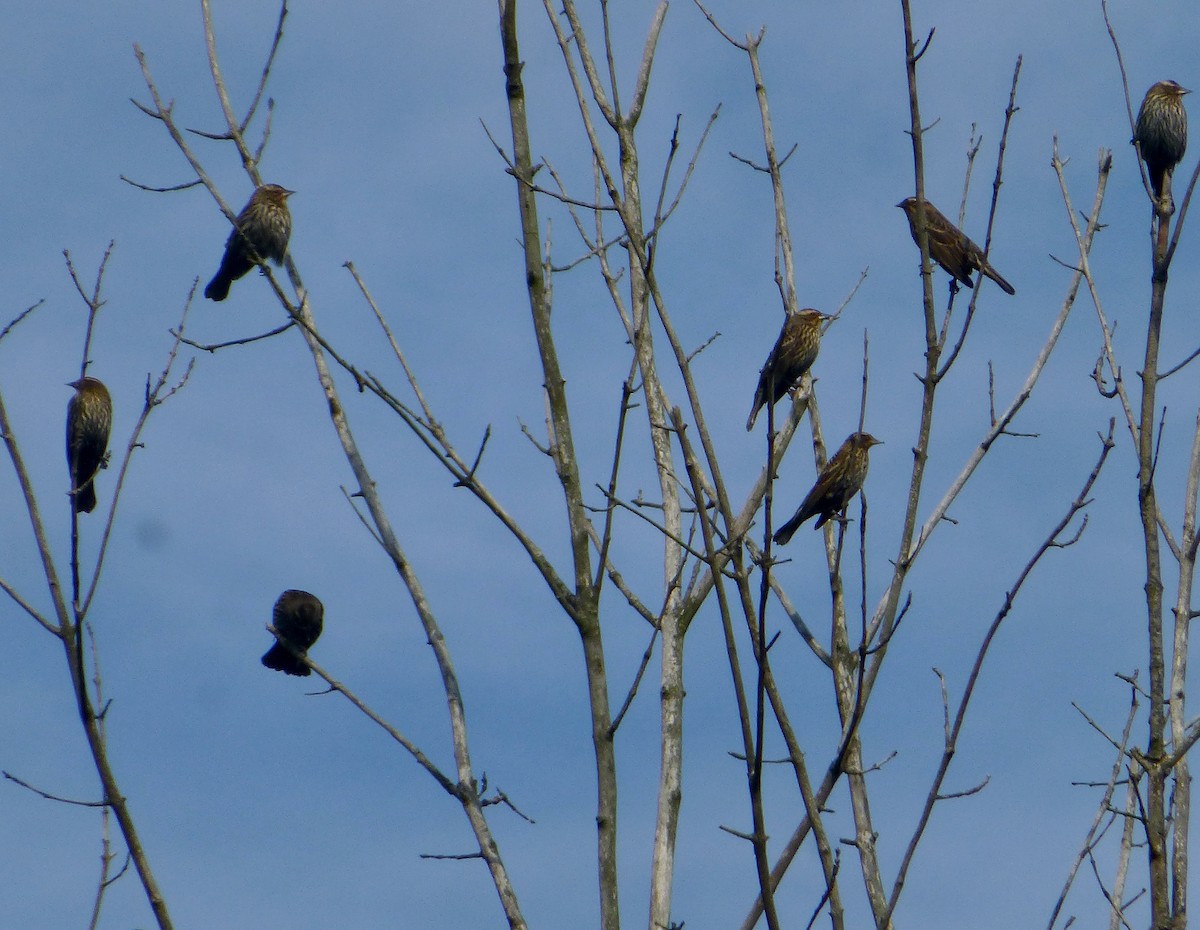 Red-winged Blackbird - ML610839270