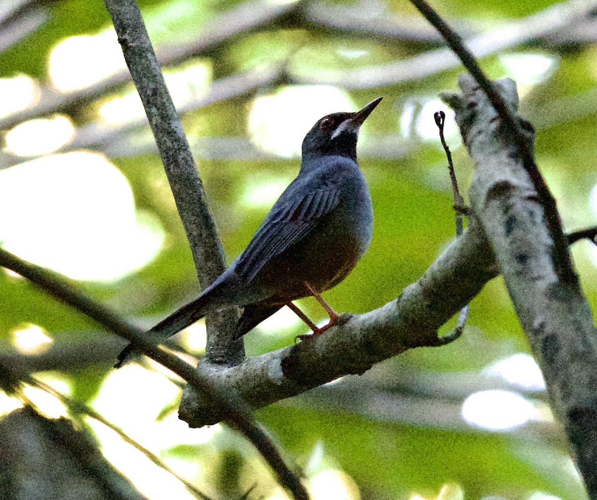 Red-legged Thrush (Cuban) - ML610839353