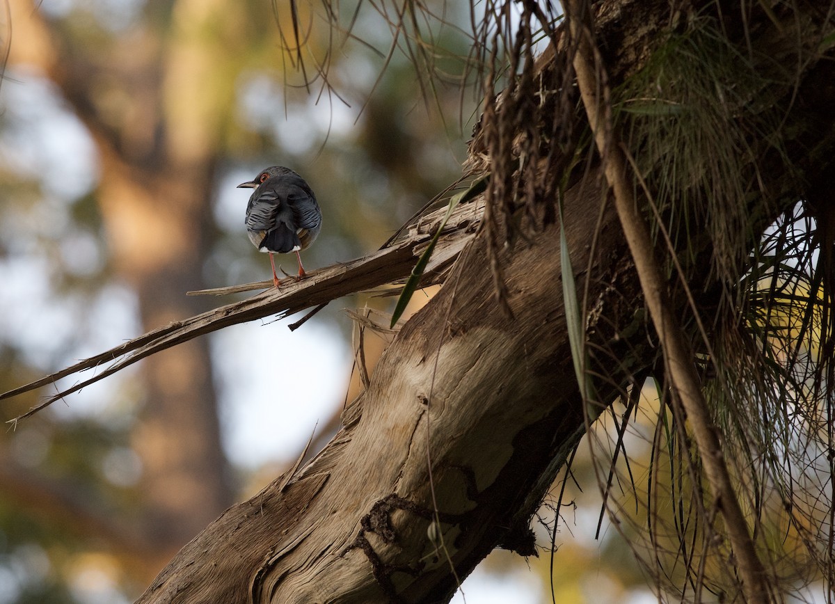 Red-legged Thrush (Cuban) - ML610839354