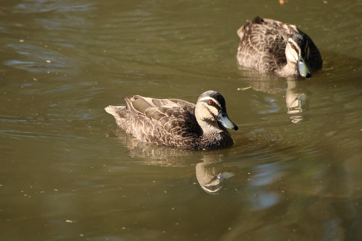 Pacific Black Duck - ML610839436