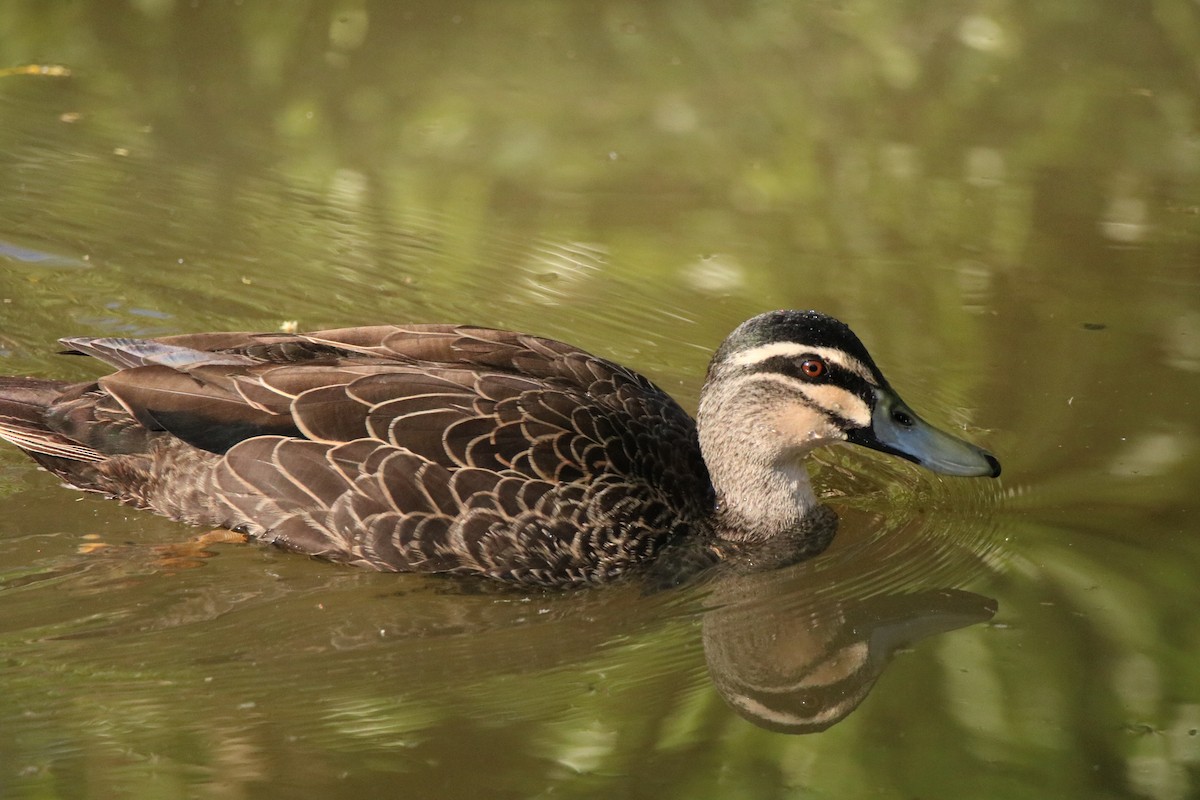 Pacific Black Duck - ML610839437