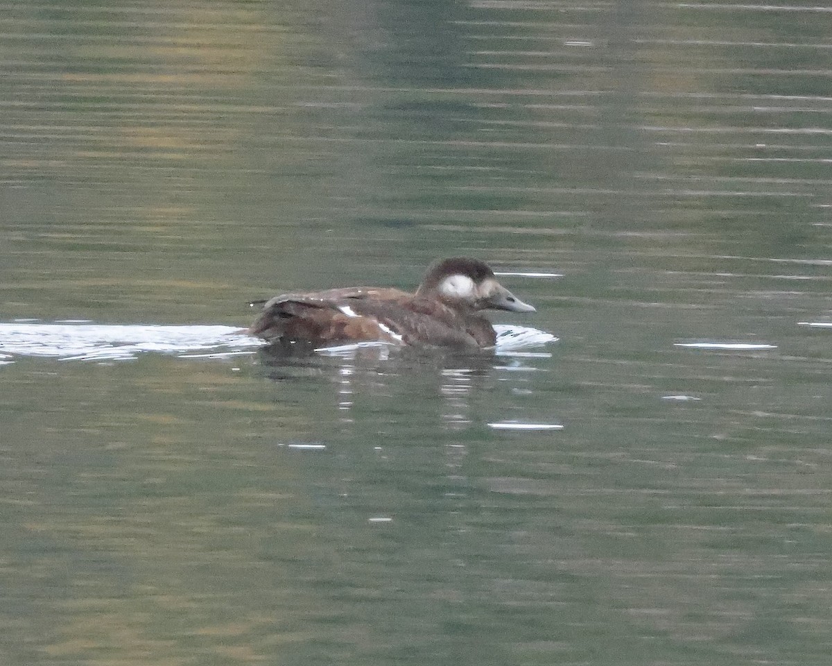 White-winged Scoter - ML610839615