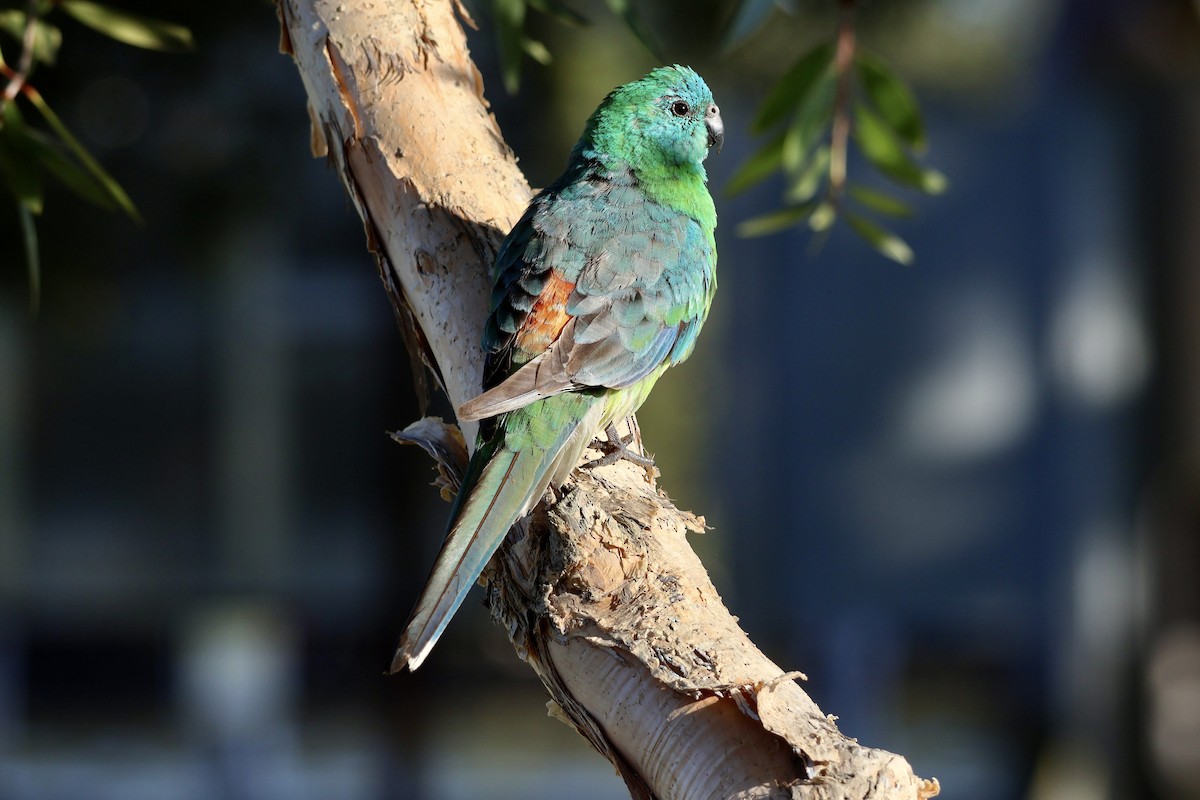 Red-rumped Parrot - Ethan Dean