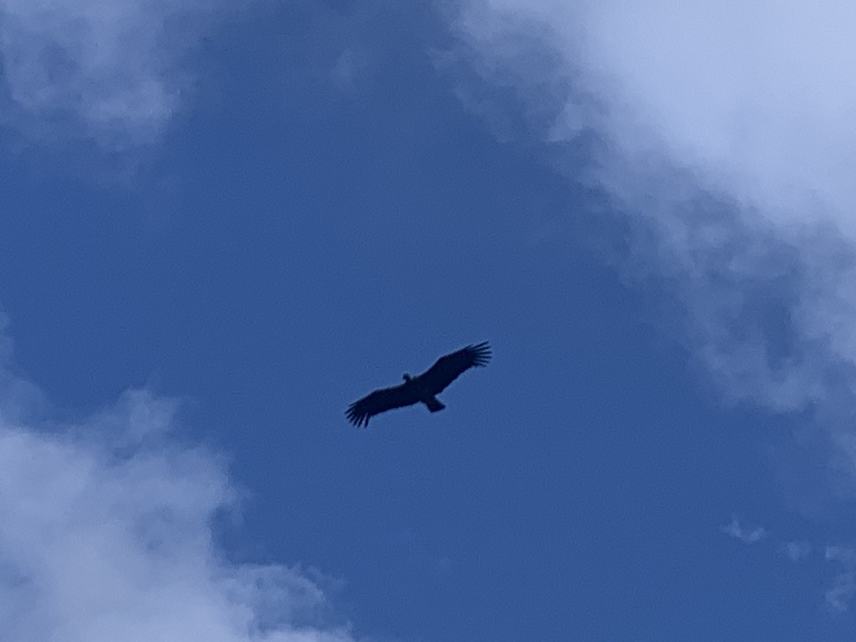 Condor des Andes - ML610839762