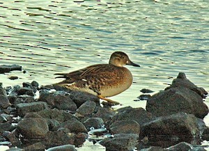 Baikal Teal - Bob Martinka