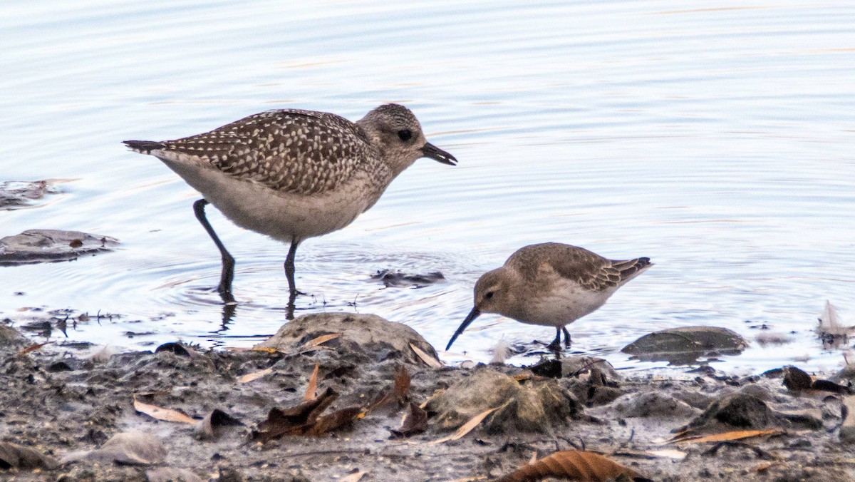 Dunlin - ML610839824