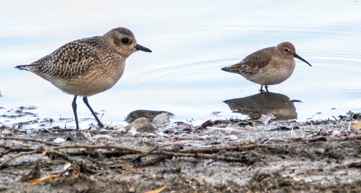 Dunlin - ML610839825