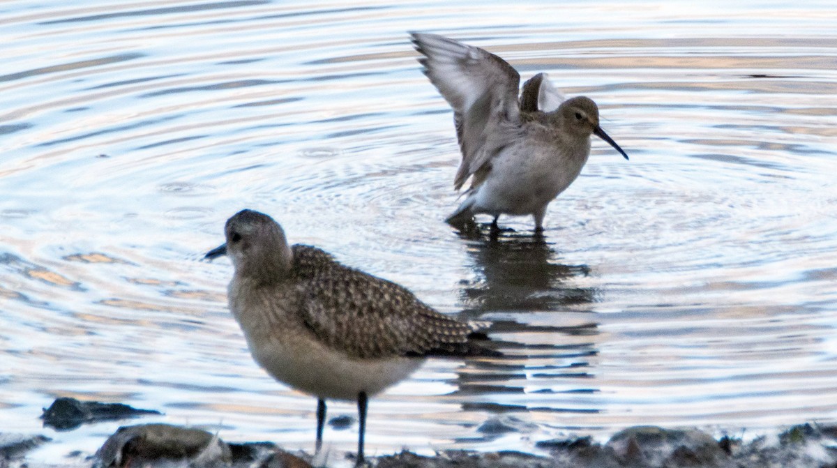 Dunlin - ML610839826