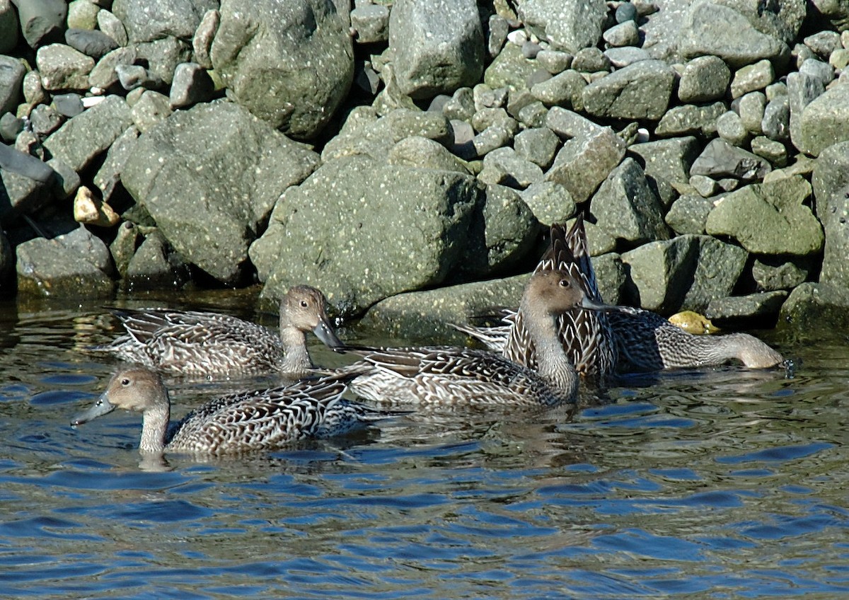 Northern Pintail - ML610839858