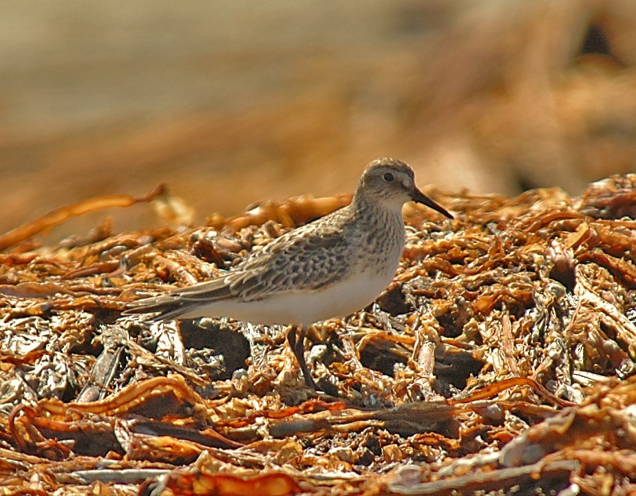 Sharp-tailed Sandpiper - ML610839967