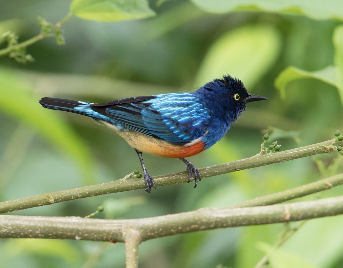 Scarlet-breasted Dacnis - Chris Charlesworth