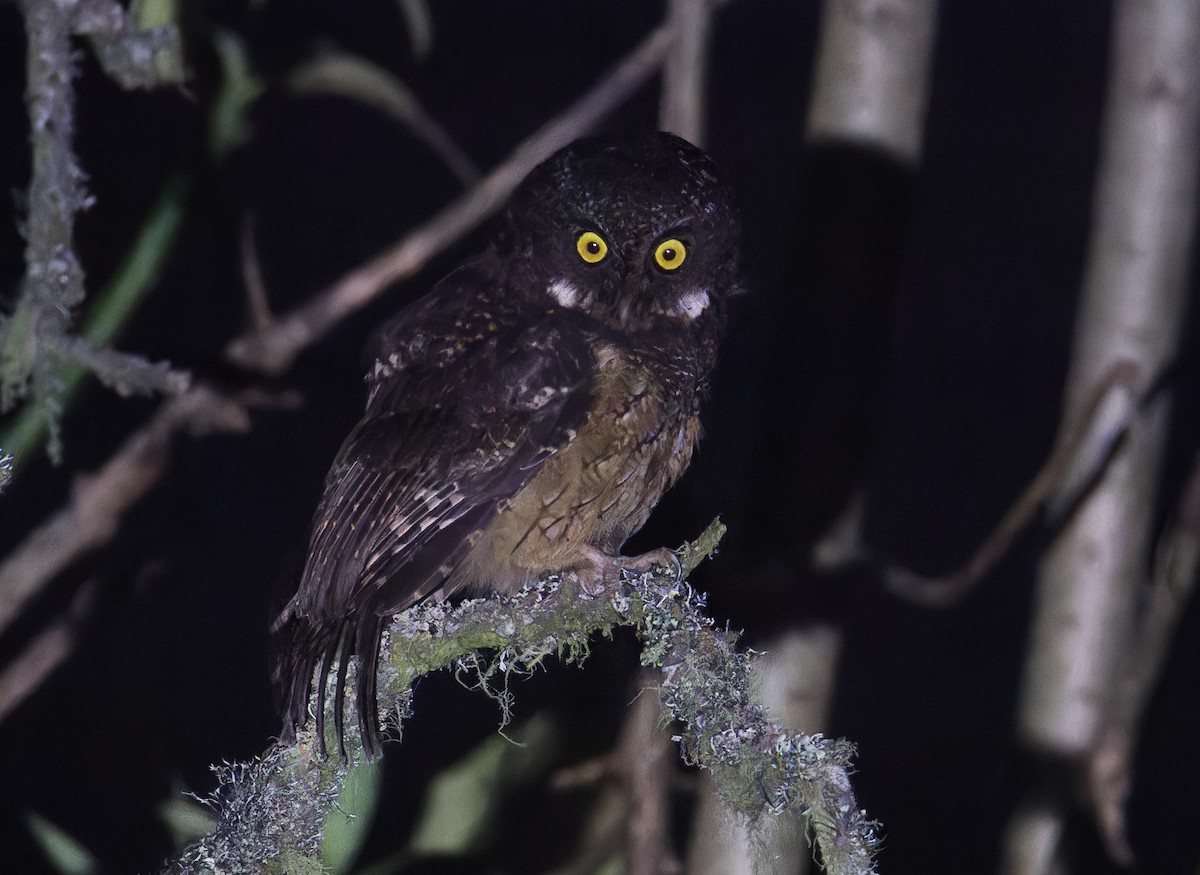White-throated Screech-Owl - Chris Charlesworth